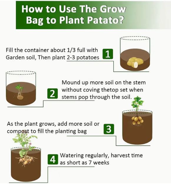 Premium Vegetable Growth Bag - Durable 10 Gallon Cloth Tank - Little Tokyo SA