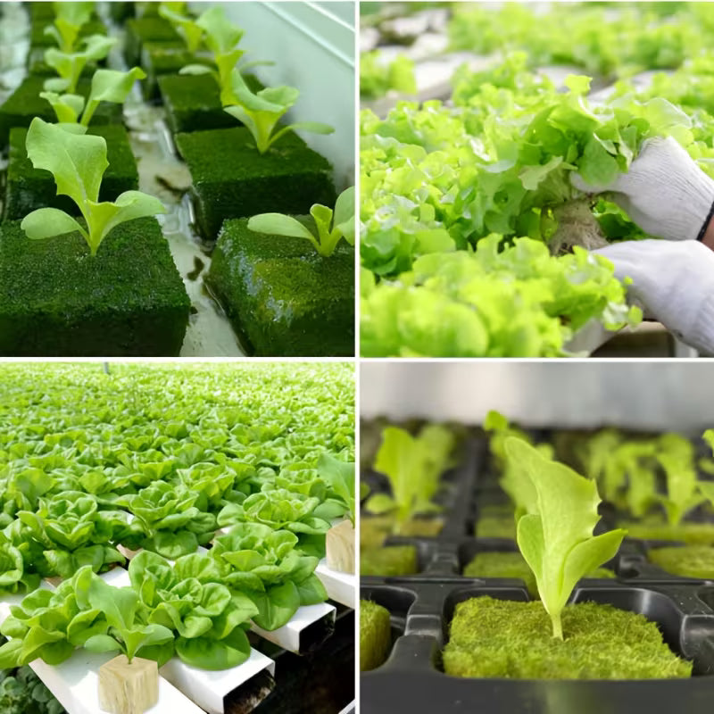 50Pcs Hydroponic Hydroponic Seedlings and Germination Plant Growth Blocks