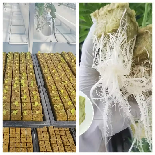 50Pcs Hydroponic Hydroponic Seedlings and Germination Plant Growth Blocks